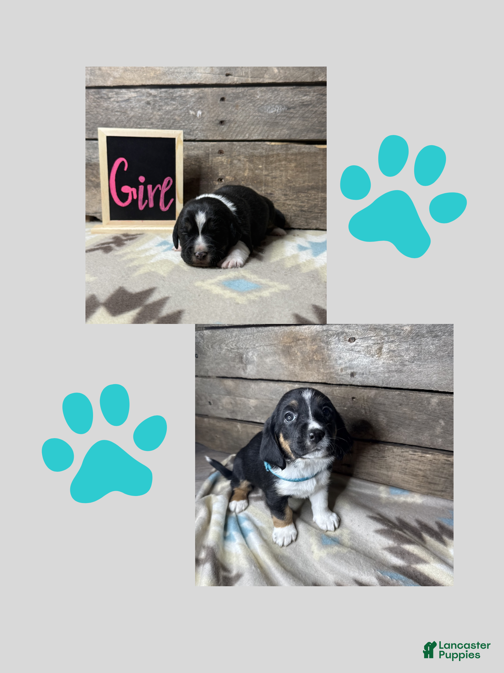 Mixed Breed dogs Mixed Breed Puppy 4 - Ad 32