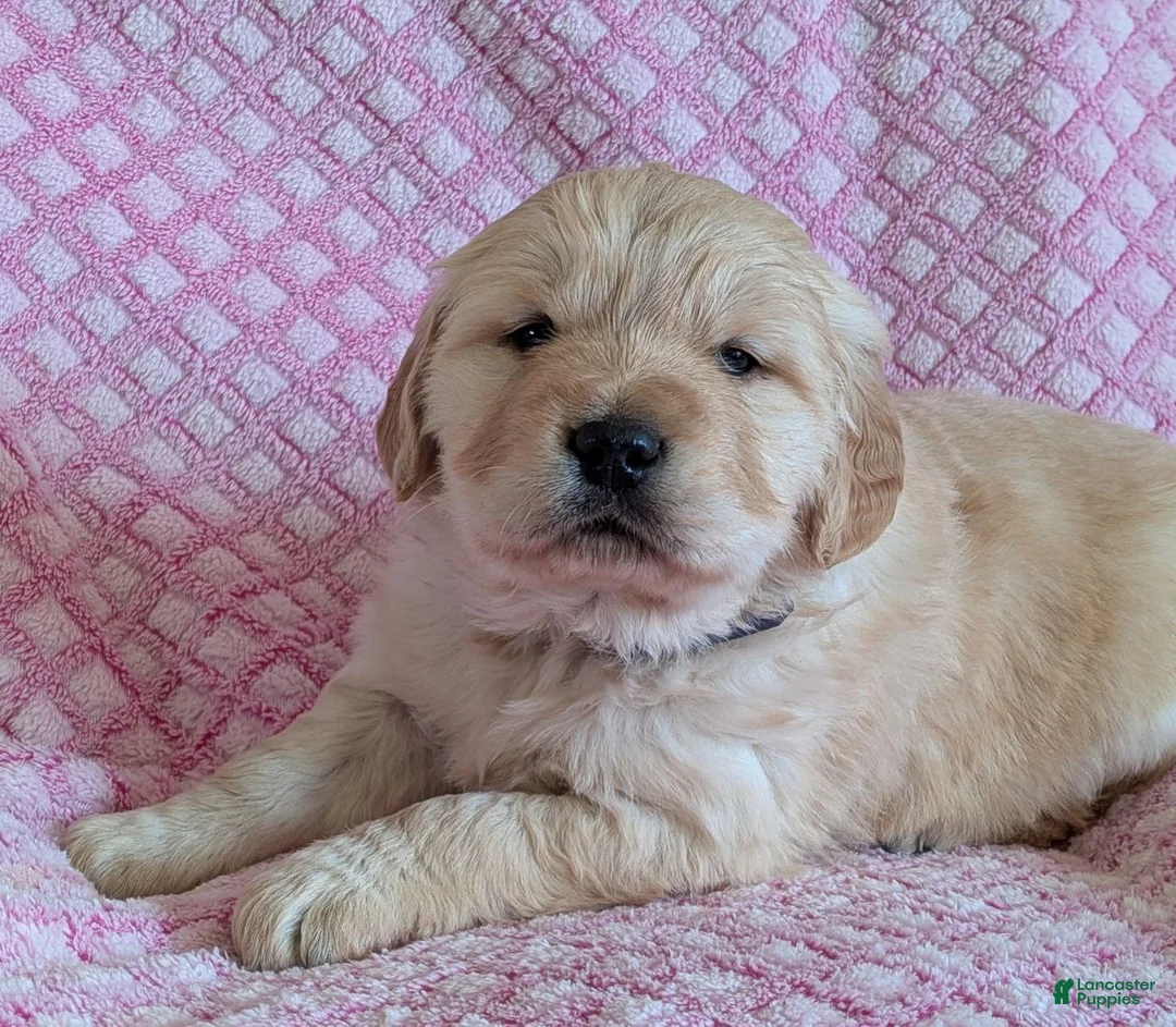 Golden Retriever dogs for sale: Selah - Ad 2