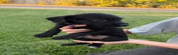 Mixed Breed dogs for sale: Doberdoodle 4 - Ad 4