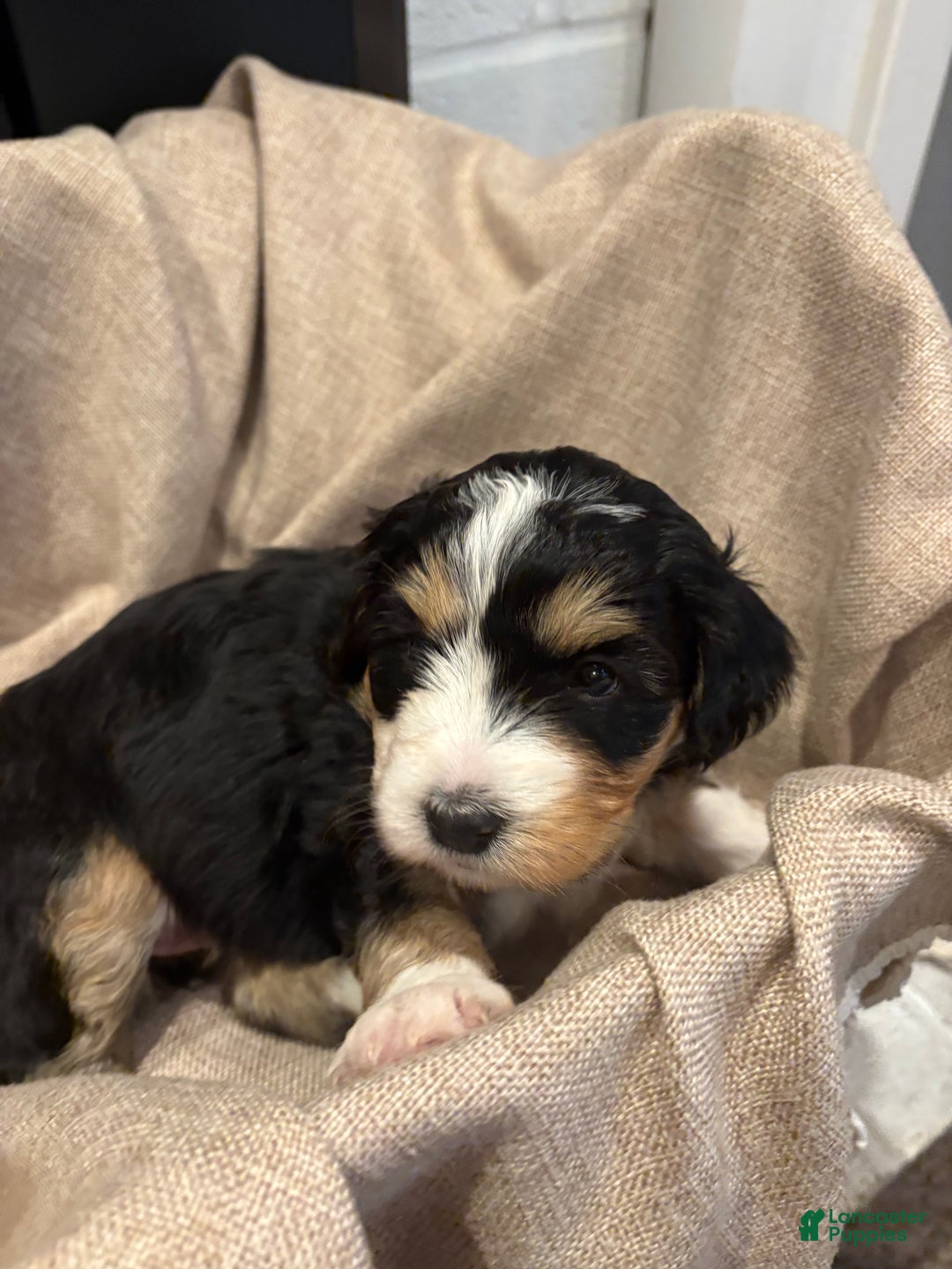 Mini Bernedoodle dogs for sale: Sadie - Ad 6