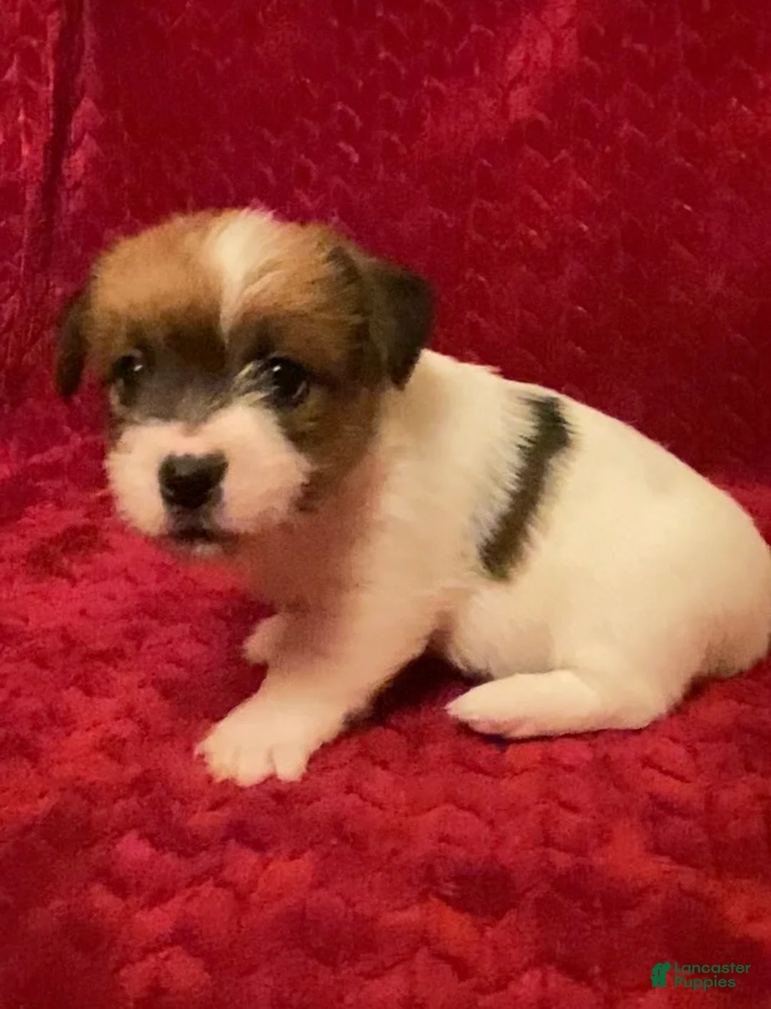 Jack Russell Terrier dogs for sale: Jack Russell Terrier Puppy 3 - Ad 4