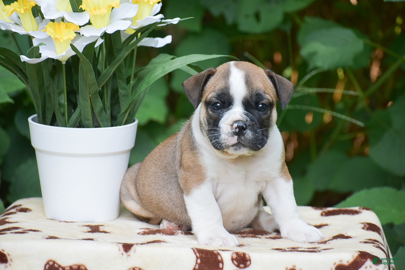 Olde English Bulldogge dogs Memphis - Ad 1