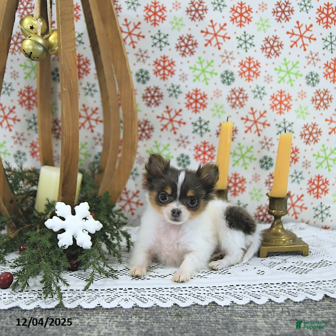 Pomeranian dogs for sale: Lilly - Ad 2