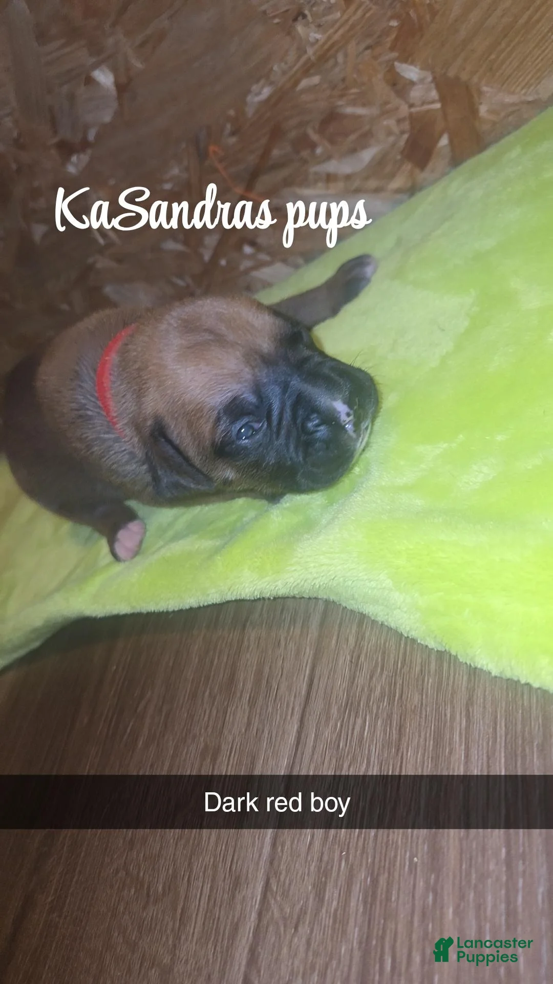 Boxer dogs for sale: Boxer 6 - Ad 1
