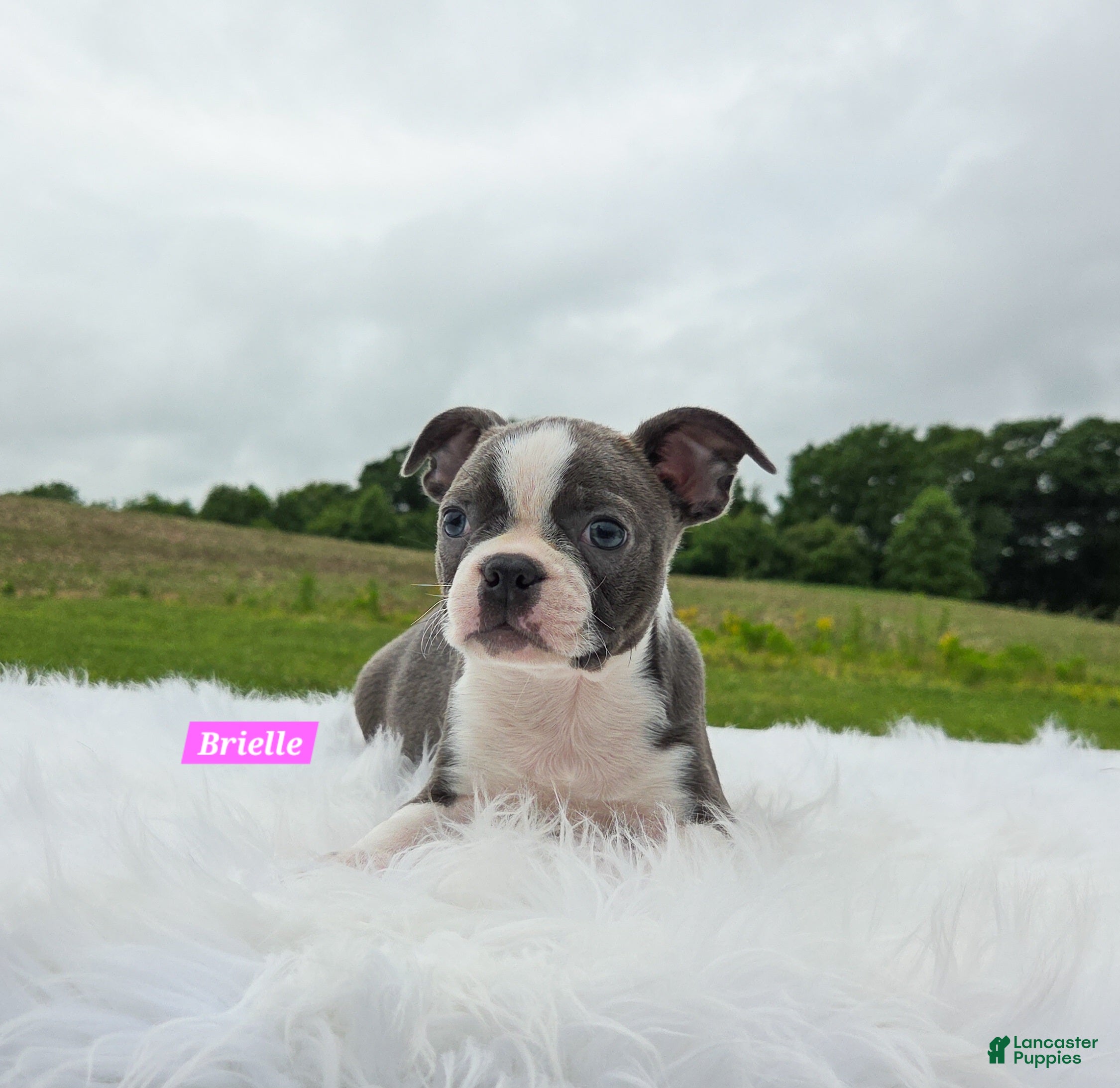 Boston Terrier dogs Brielle  - Ad 2