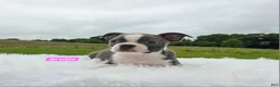 Boston Terrier dogs for sale: Brielle  - Ad 2
