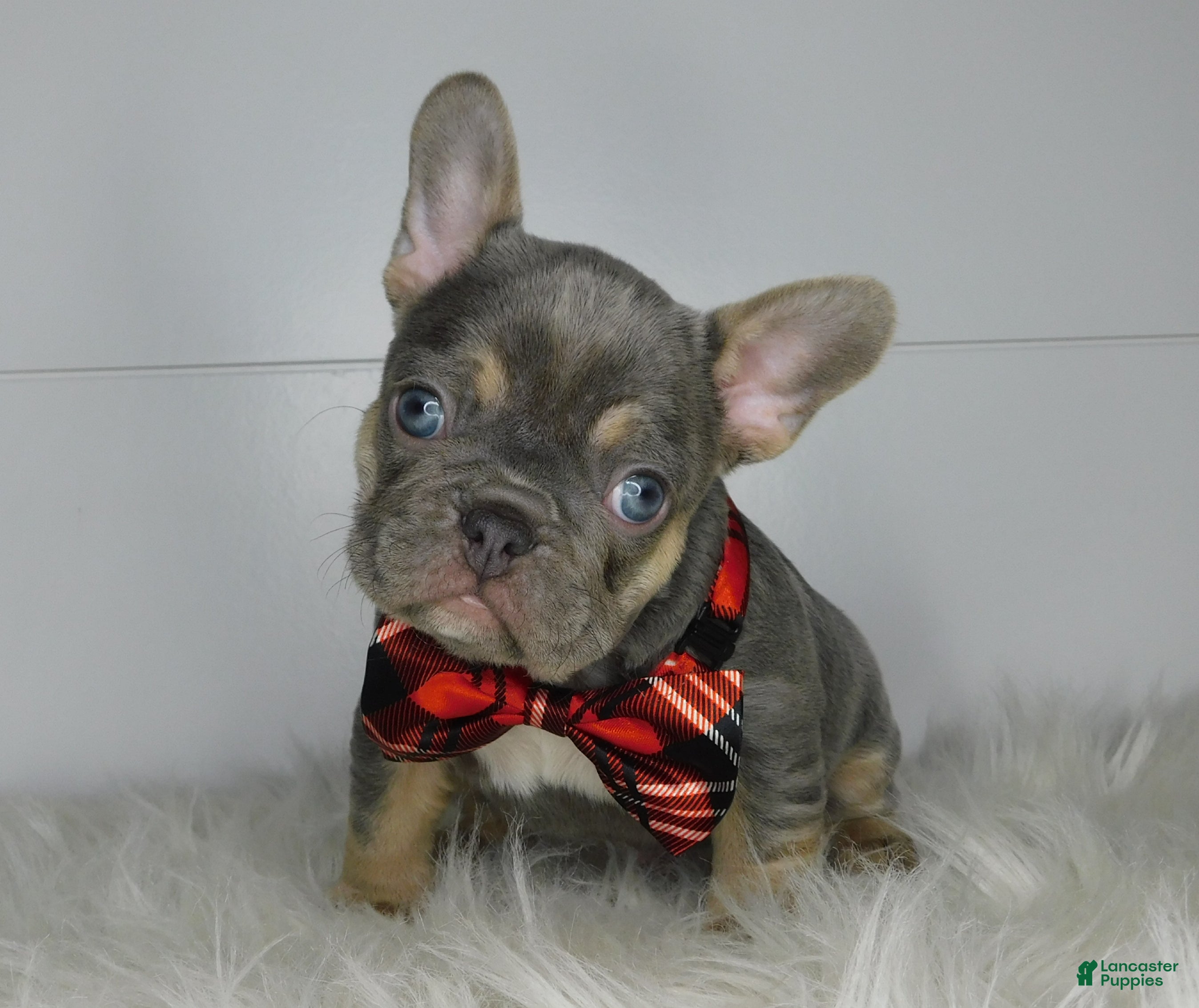 French Bulldog dogs Polar - Ad 37