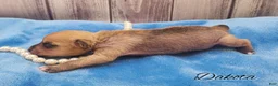Mixed Breed dogs for sale: Dakota - Ad 13