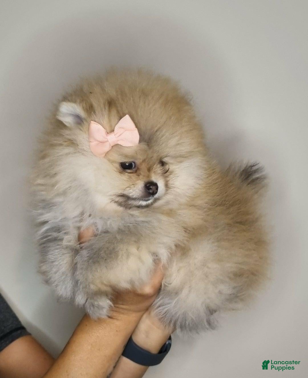 Pomeranian dogs Mora - Ad 5