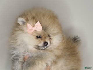 Pomeranian dogs Mora - Ad 11
