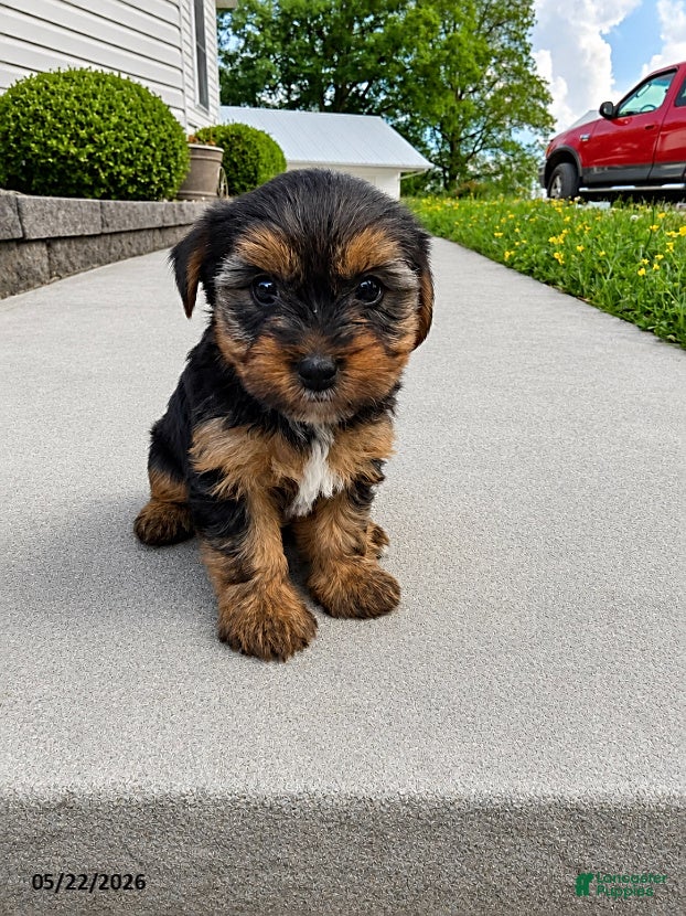Yorkshire Terrier dogs Bubby - Ad 2