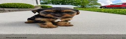 Yorkshire Terrier dogs for sale: Bubby - Ad 2