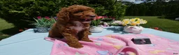 Mini Goldendoodle dogs for sale: Mini Goldendoodle 5 Cookie - Ad 2