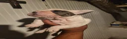 French Bulldog dogs for sale: French Bulldog Girl  - Ad 4