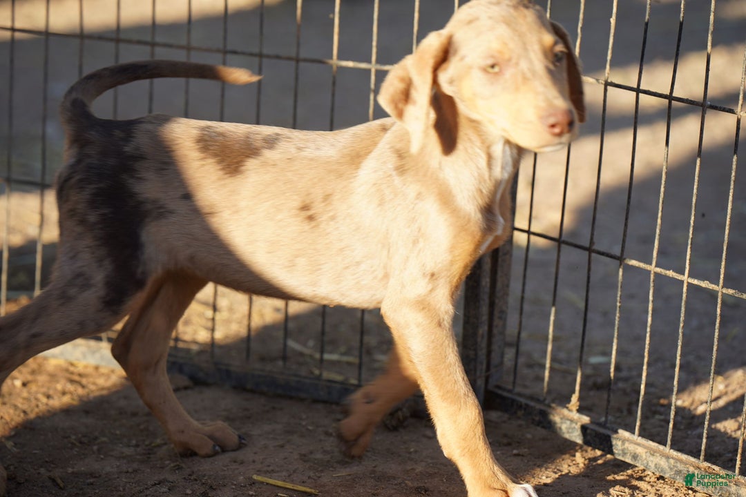 Mixed Breed dogs for sale: POL Lilac Fawn Merle F RT - Ad 4