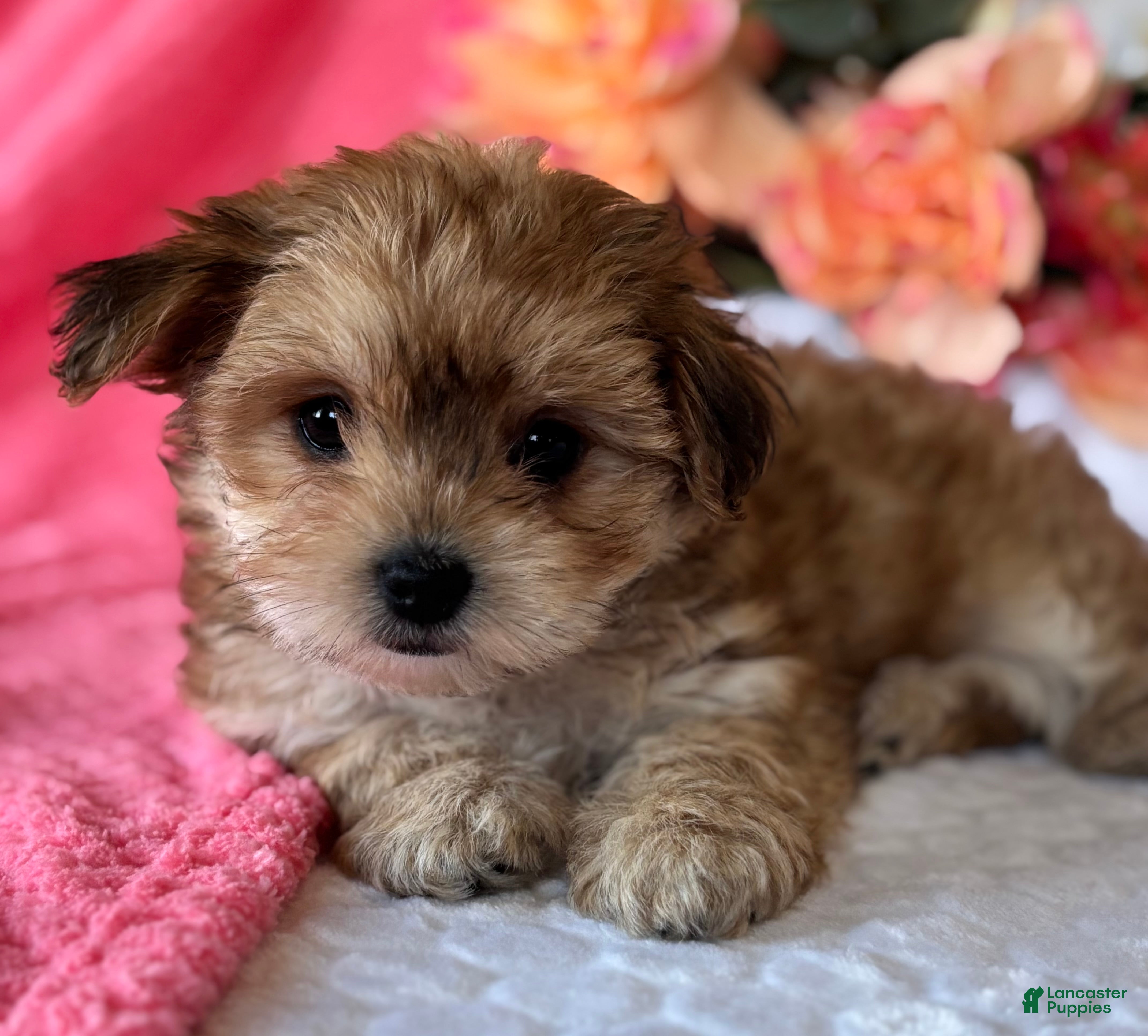 Morkie Puppies for sale in New York Lancaster Puppies