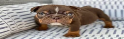 English Bulldog dogs for sale: Smooches - SPECIAL NEEDS - Ad 1