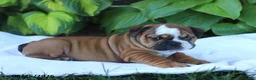English Bulldog dogs for sale: Roger - Ad 5