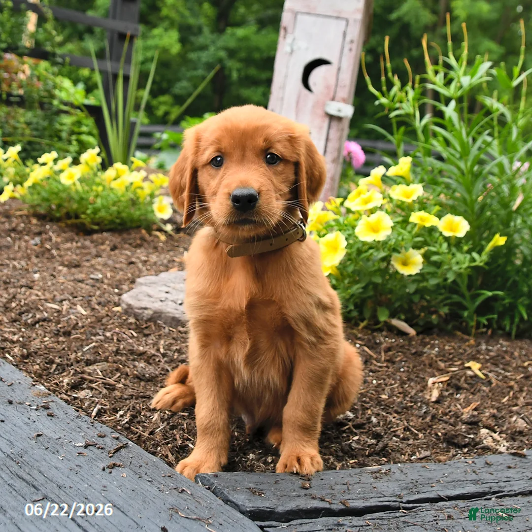 Golden Retriever dogs for sale: Rusty - Ad 3
