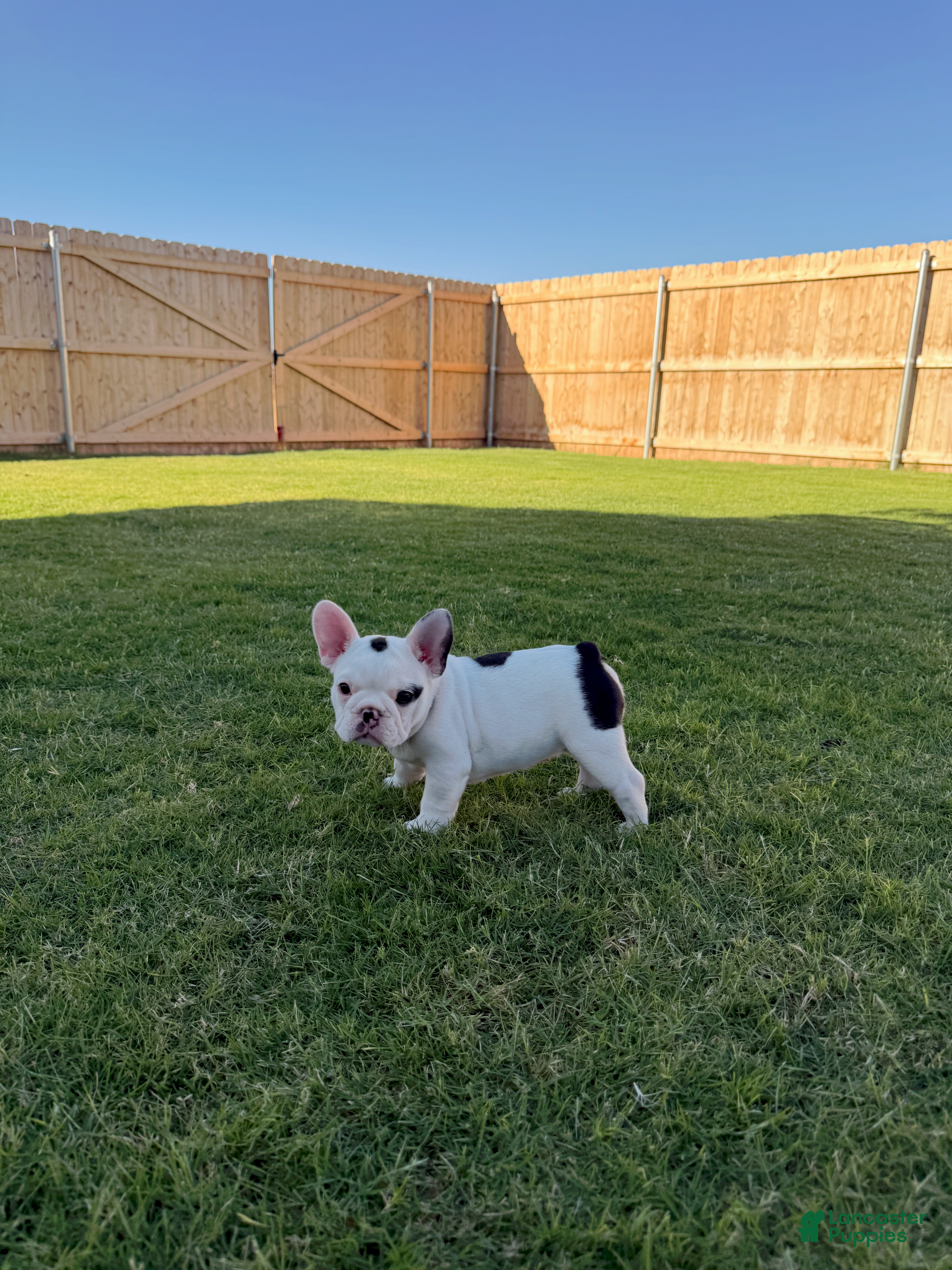 French Bulldog dogs Bessie - Ad 1