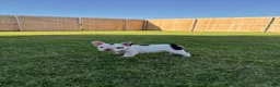 French Bulldog dogs for sale: Bessie - Ad 1