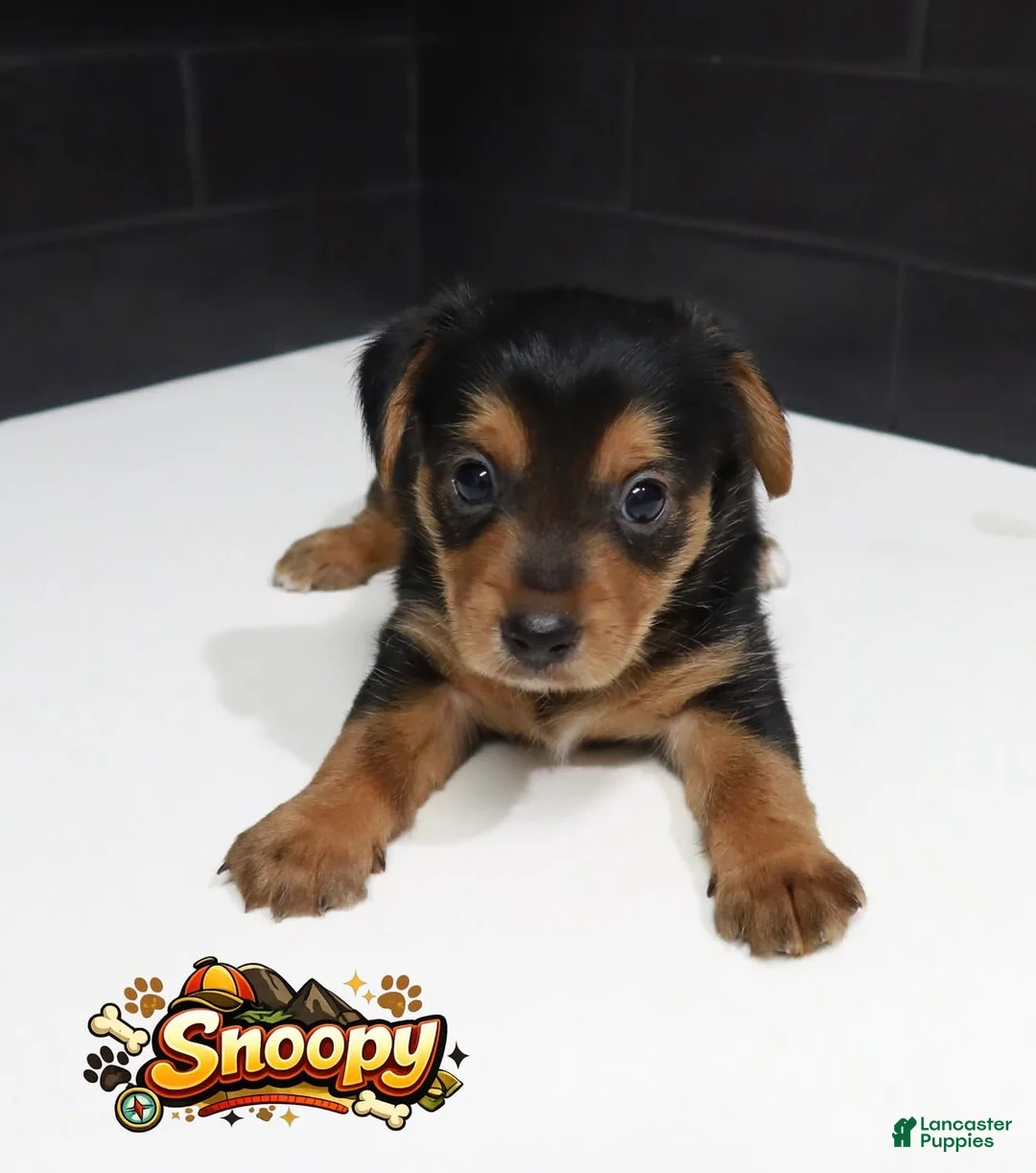 Shorkie dogs for sale: Shorkie 3 (Orange Collar) - Ad 1