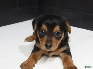 Shorkie dogs Shorkie 3 (Orange Collar) - Ad 20