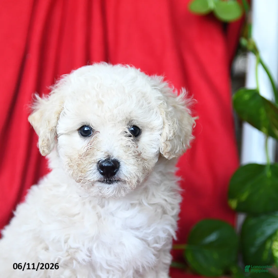 Bichpoo dogs for sale: Shiloh - Ad 5