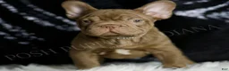 French Bulldog dogs for sale: Snickers - Ad 6