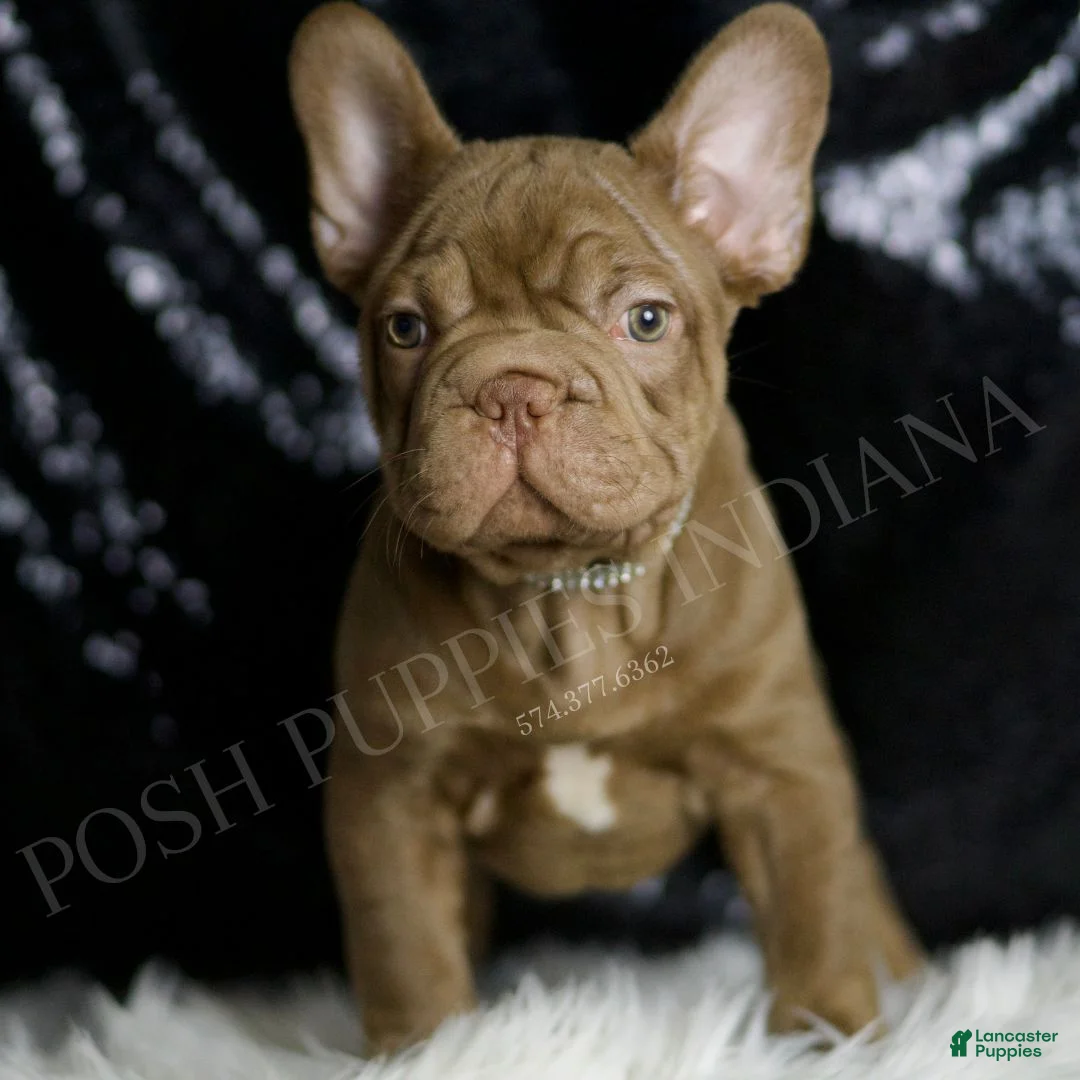 French Bulldog dogs for sale: Snickers - Ad 6