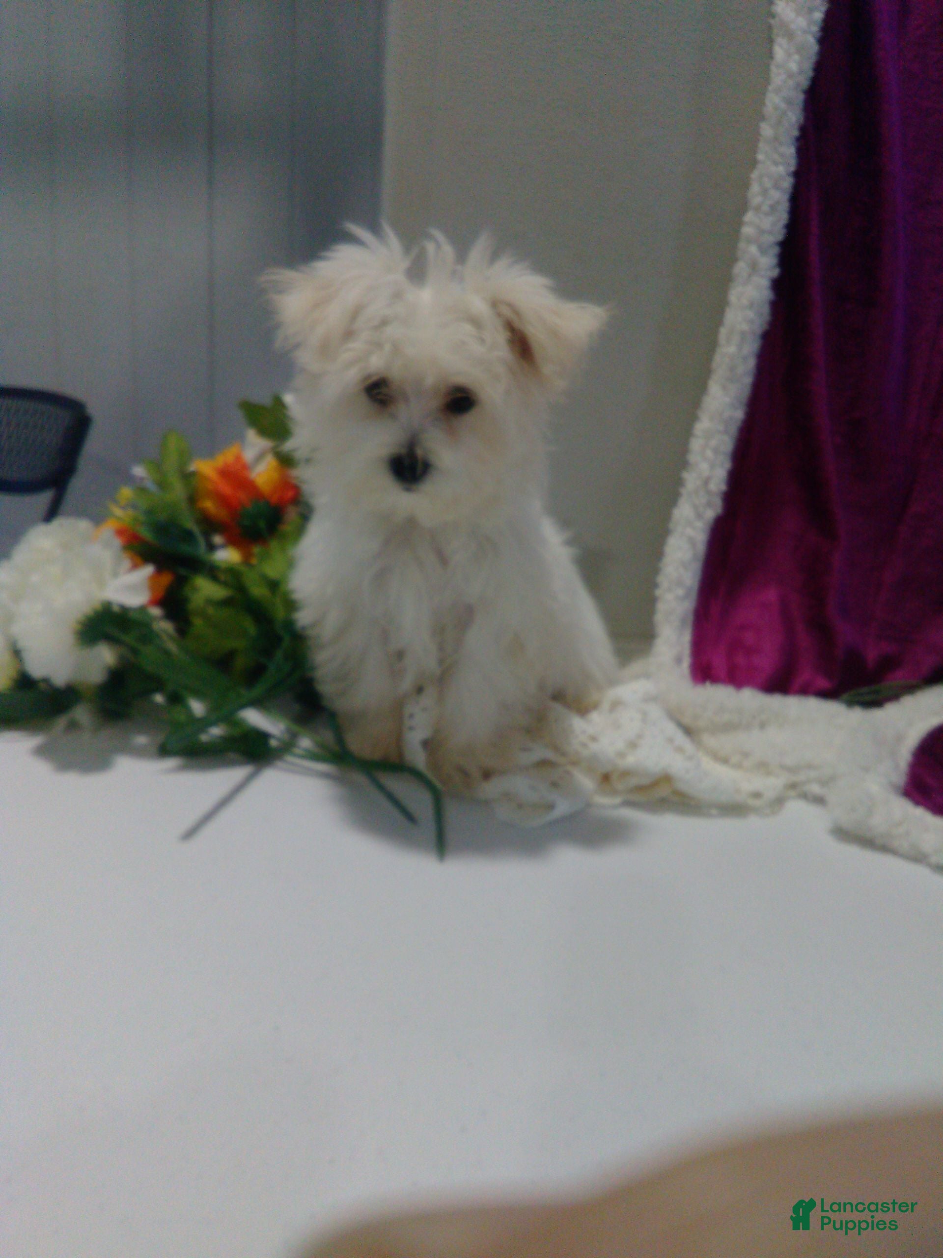 Maltese dogs Ollie - Ad 2