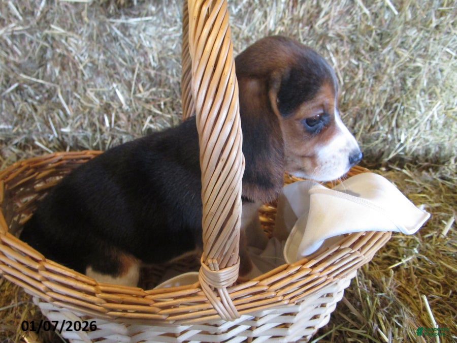 Beagle dogs Reba - Ad 2