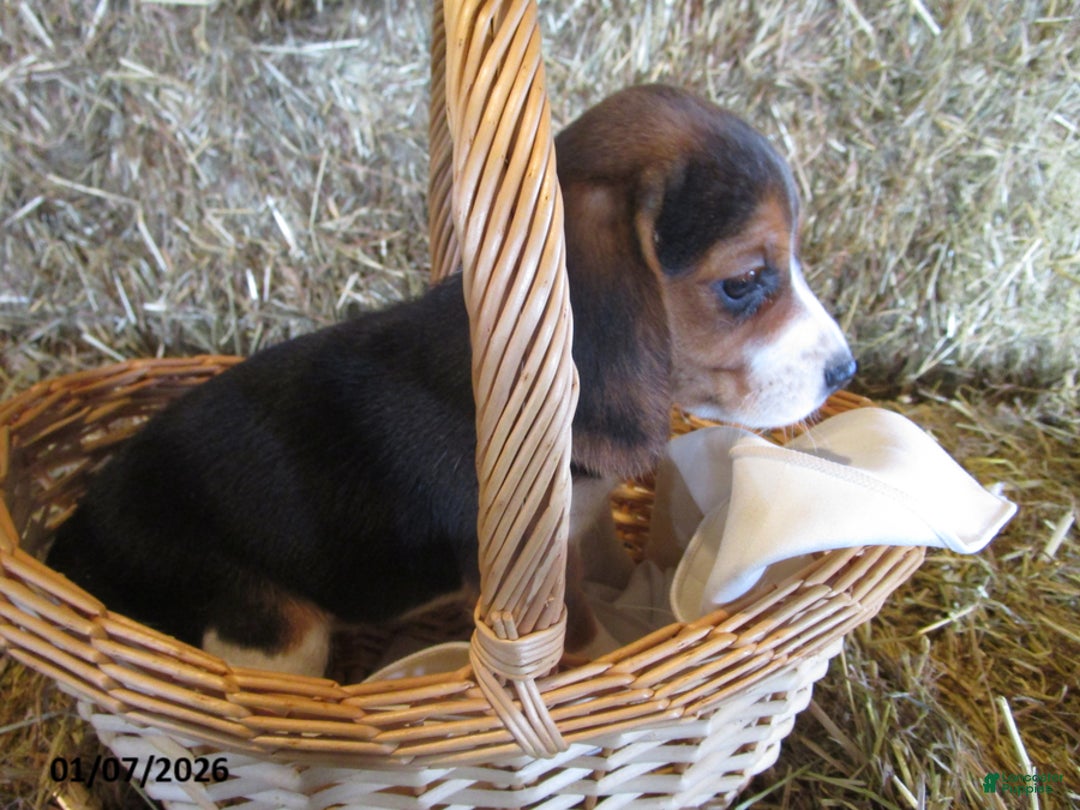 Beagle dogs for sale: Reba - Ad 1