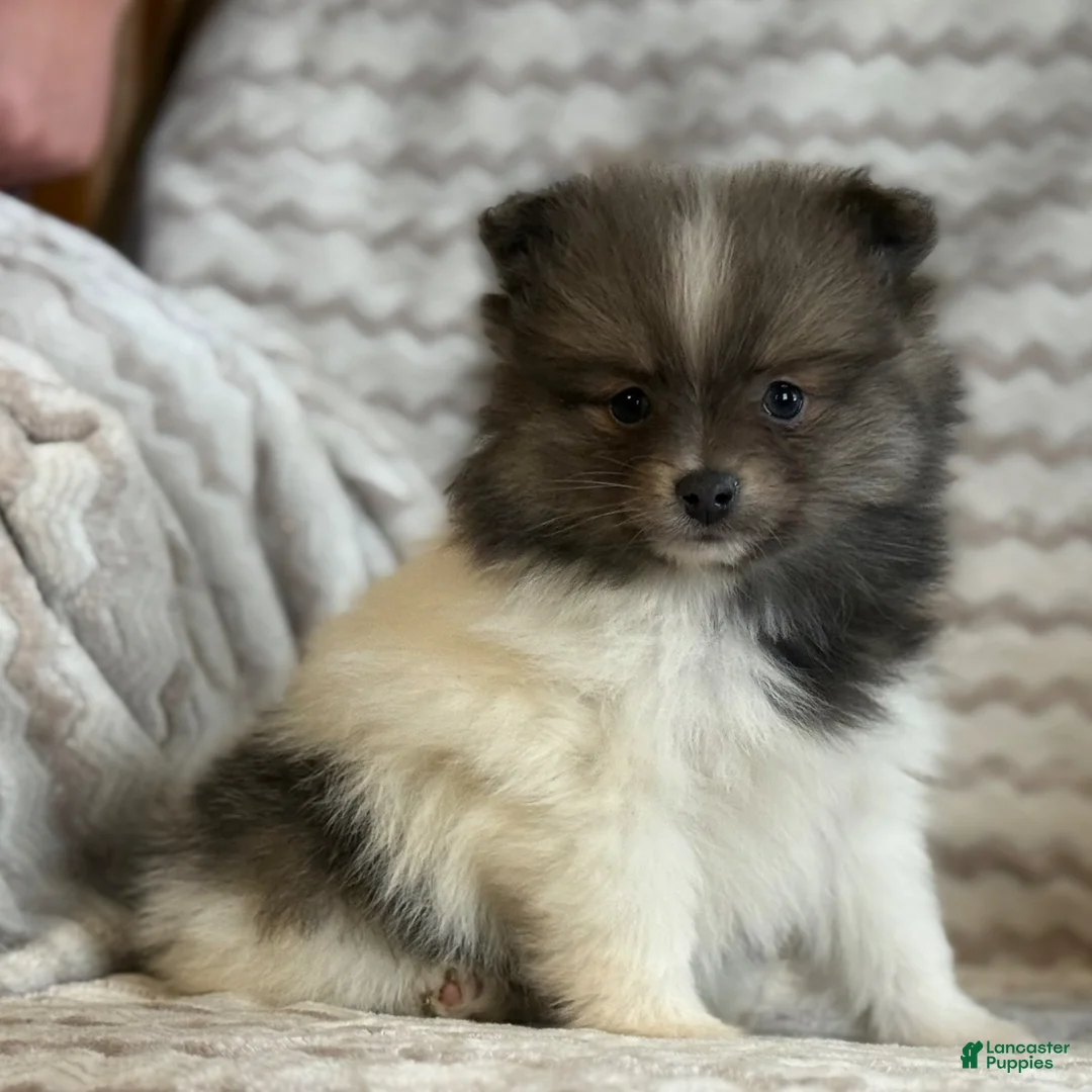 Pomeranian dogs for sale: Rayna - Ad 2