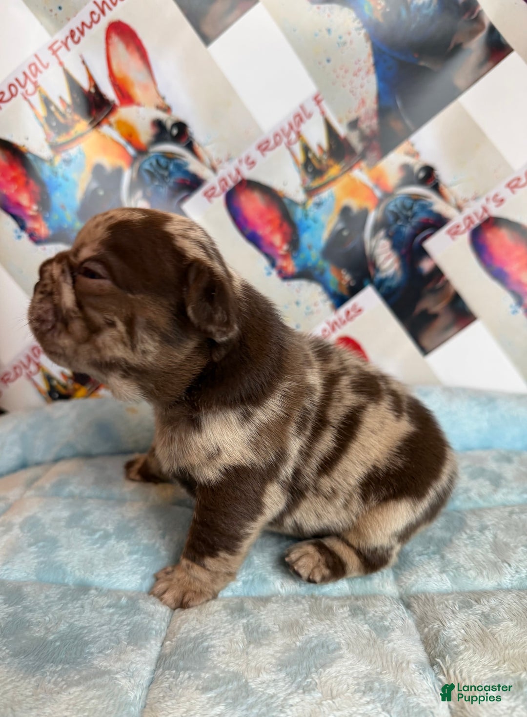 French Bulldog dogs for sale: Frankie - Ad 3