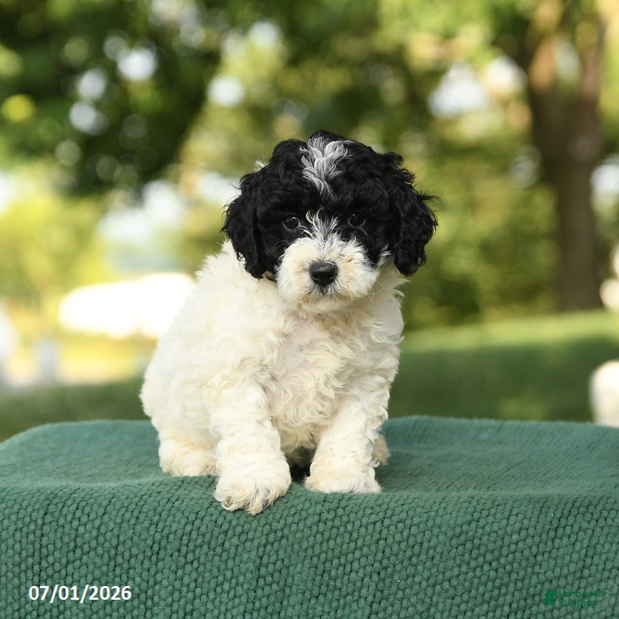 Miniature Poodle dogs Clover - Ad 2