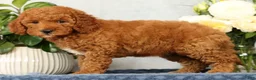 Mini Goldendoodle dogs for sale: Opal - Ad 8
