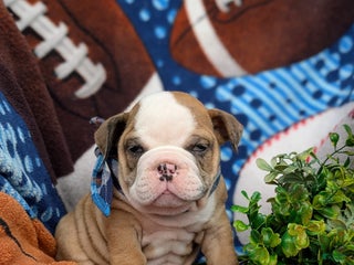 Olde English Bulldogge dogs - Ad 11