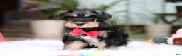 Miniature Schnauzer dogs for sale: Noah - Ad 4