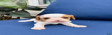 Duke