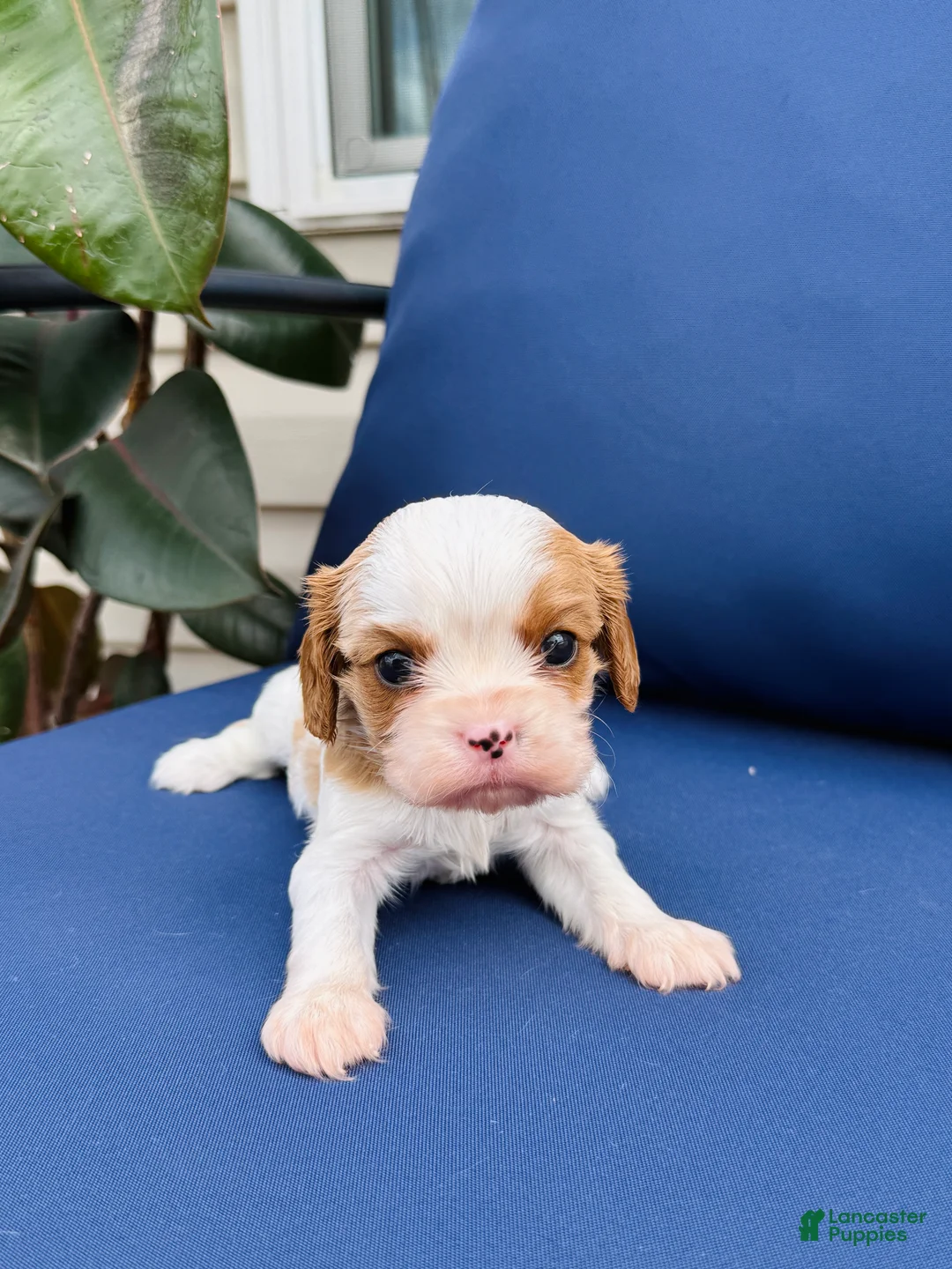 Cavalier King Charles Spaniel dogs for sale: Duke - Ad 1