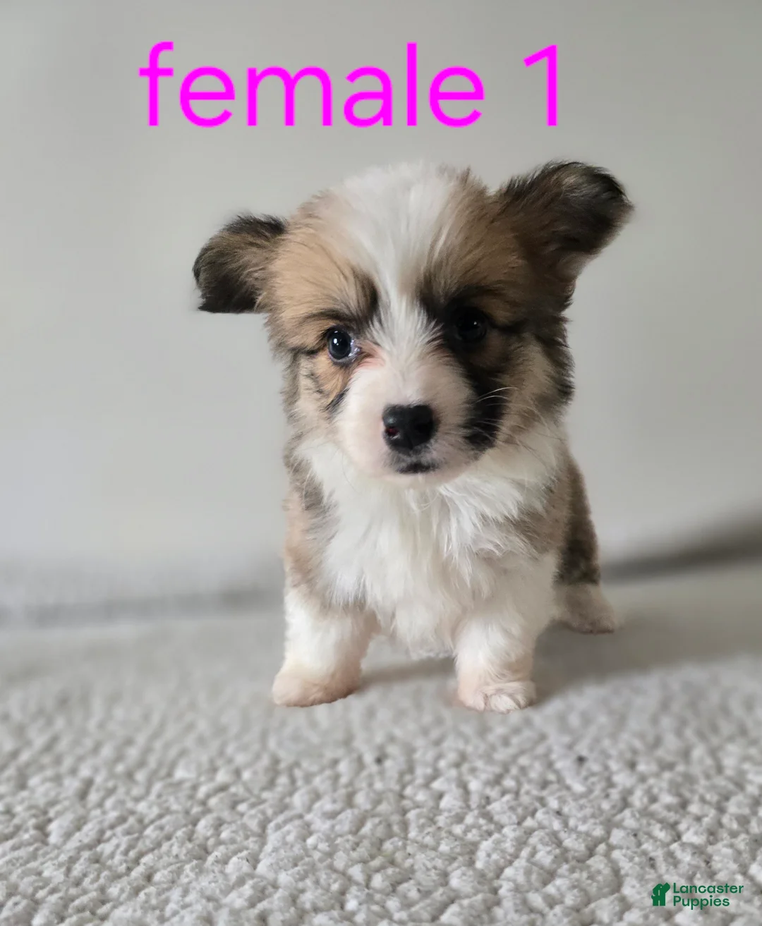 Mixed Breed dogs for sale: Female 1 - Ad 1