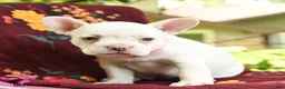 French Bulldog dogs for sale: Lulu - Ad 3