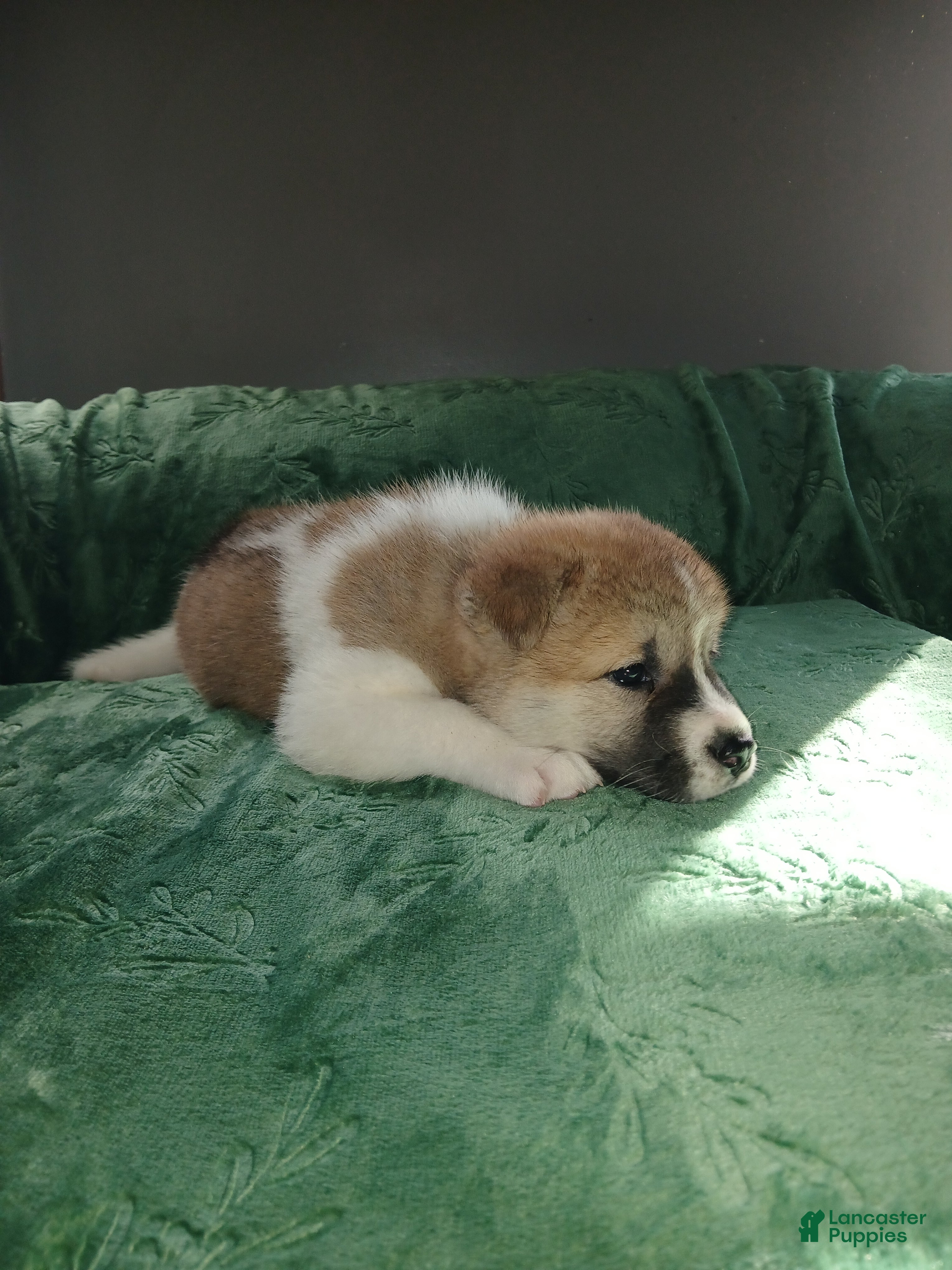 Akita dogs  Ginko - Ad 2