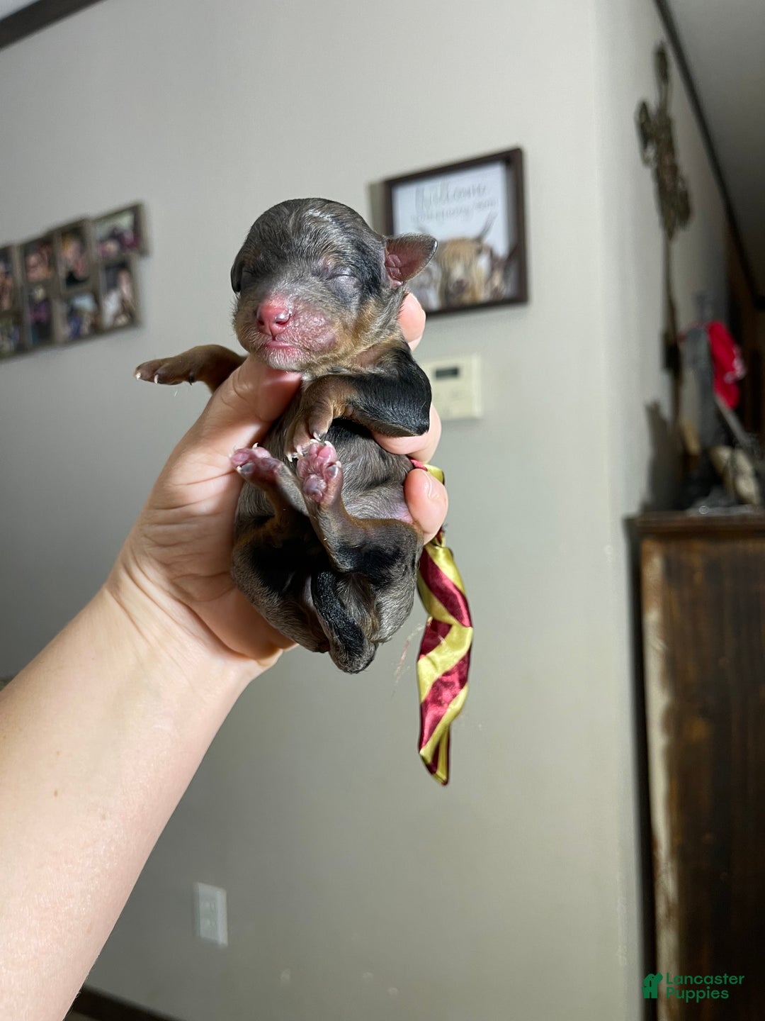 Miniature Poodle dogs for sale: Akc Blue Merle Phantom  - Ad 4