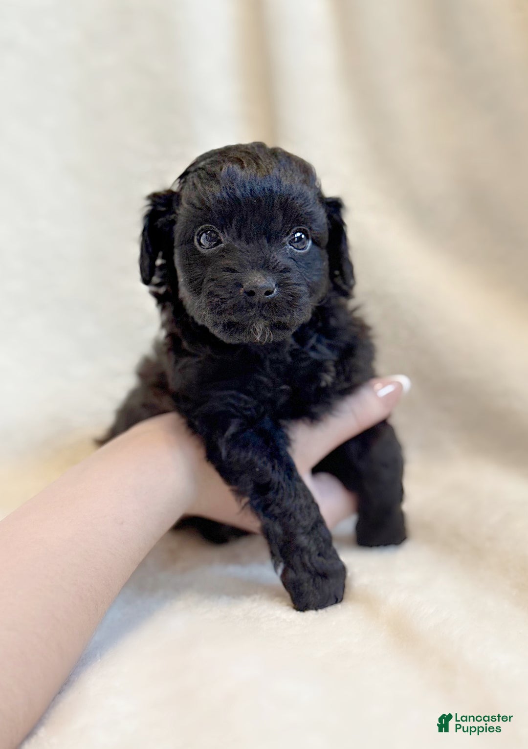 Mini Aussiedoodle dogs for sale: Rex (Micro) - Ad 5