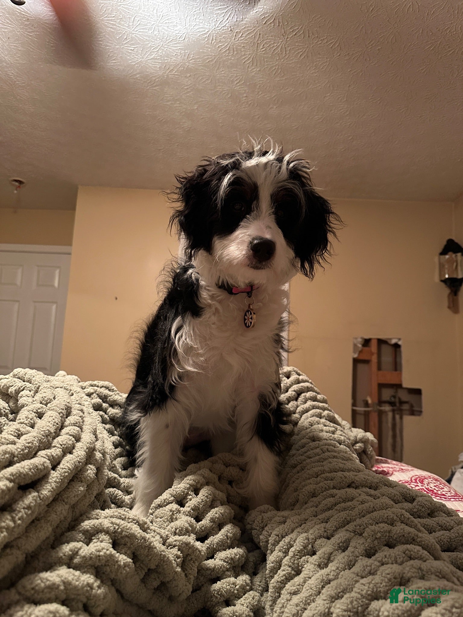 Mixed Breed dogs Mixed Breed 7 - Ad 2