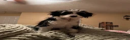 Mixed Breed dogs for sale: Mixed Breed 7 - Ad 2