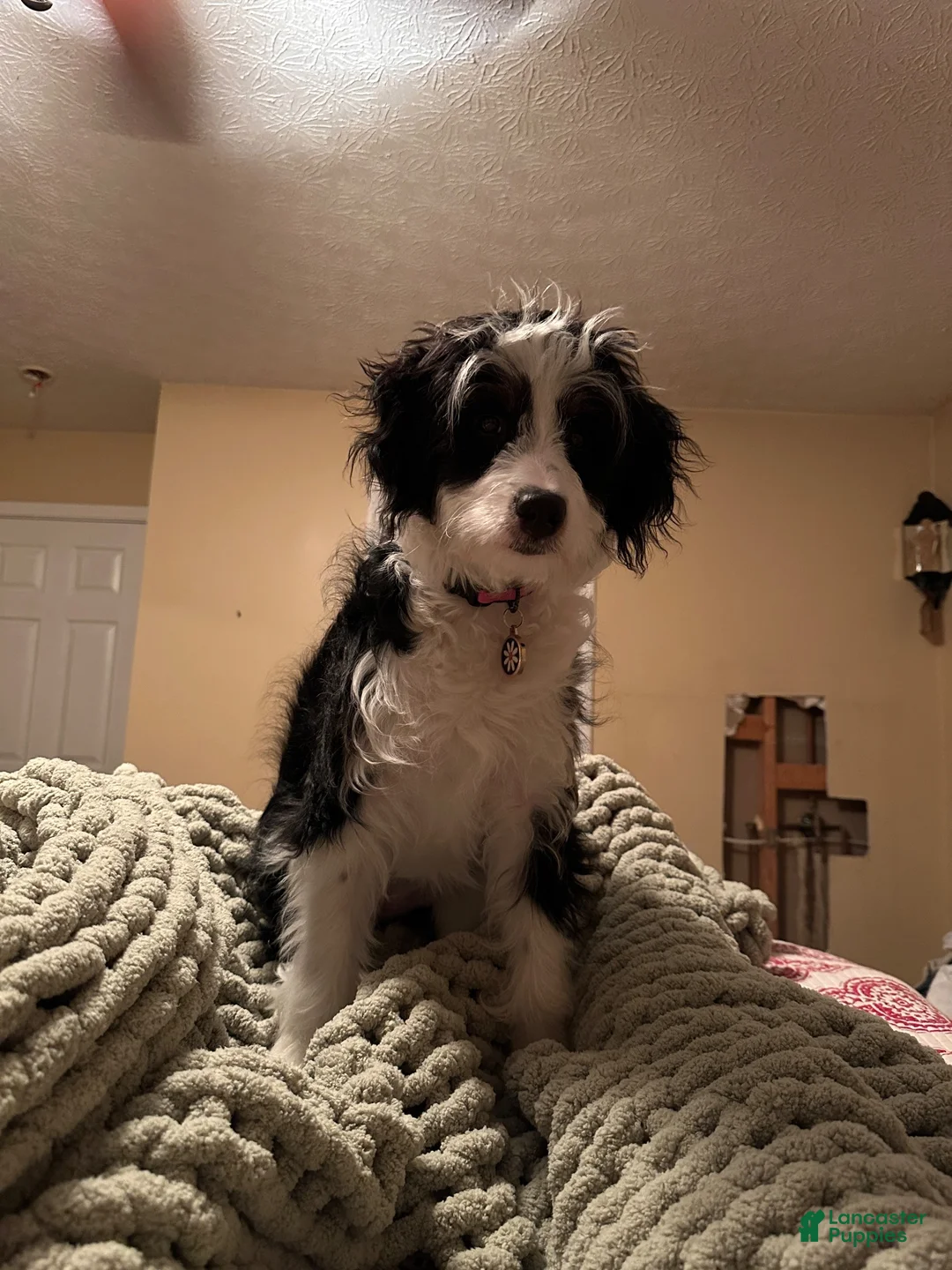 Mixed Breed dogs for sale: Mixed Breed 7 - Ad 2