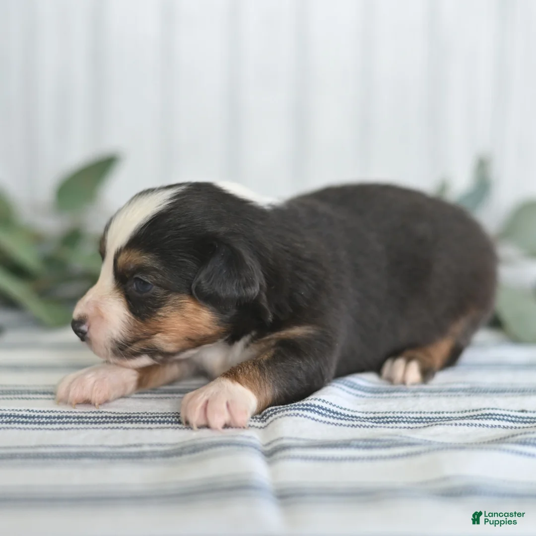 Miniature Australian Shepherd dogs for sale: Gracie  - Ad 4